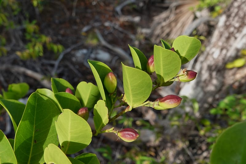 Chrysobalanus icaco--Belize. Belize Distr. Ambergris Caye. Secret Beach. 13 Jun 2019. DSC09714 (702).JPG