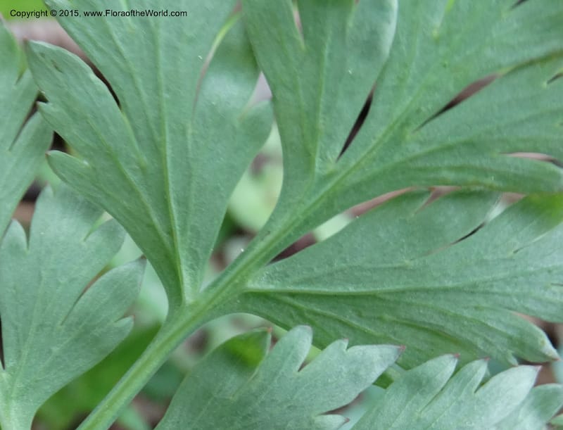 Corydalis, Not collected--China. Sichuan. ShaShiDuo. 8 May 2014. DSC04232 (140).JPG