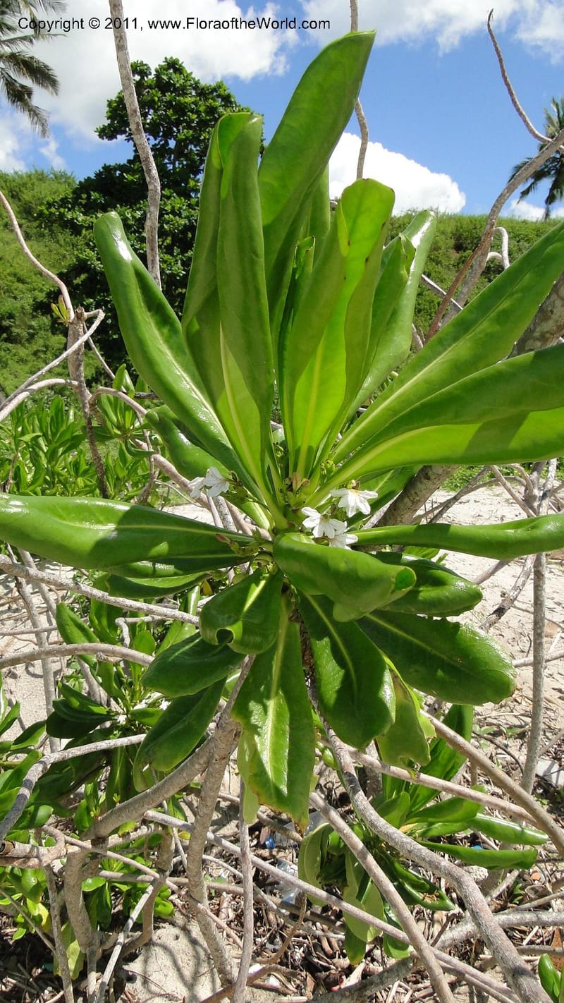 Scaevola taccada, R. Gereau 7169--Tanzania. Beach near Bagamoyo Country Club. 8 May 2010. 209 (31).jpg