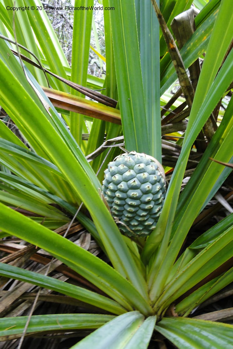 Pandanus decumbens, M. Callmander 978--New Caledonia. Mine St. Louis Boulinda. 18 Feb 2011. 052 (15).jpg
