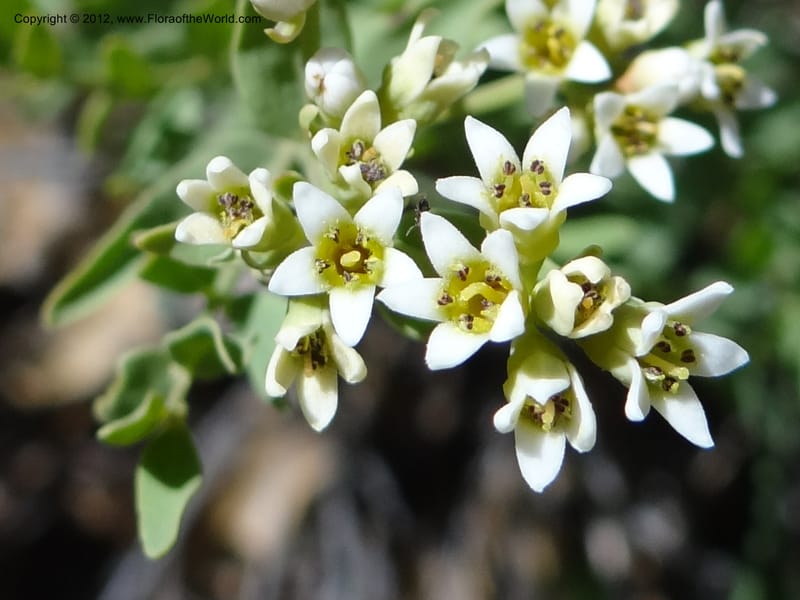 Comandra umbellata, Davidson, C 11942--AZ. Yavapai Co. Crown King Rd. 7 May 2012. DSC0894 1 (114).JPG