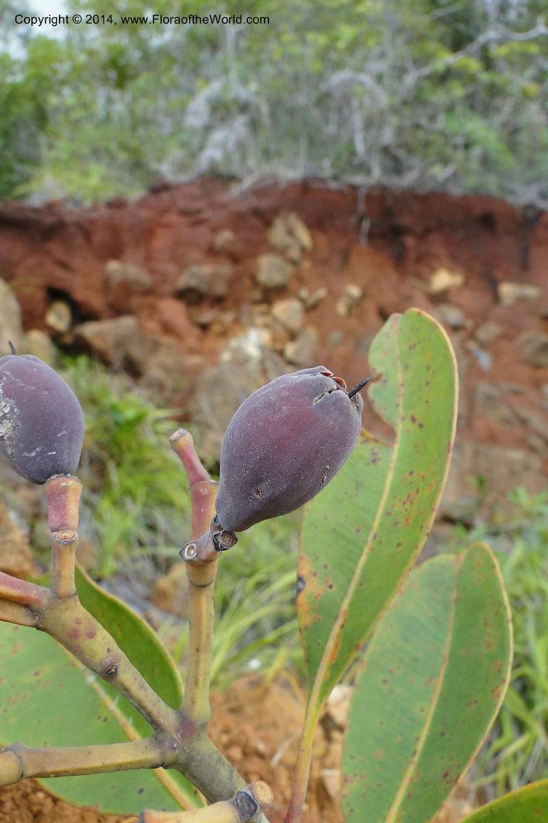 Syzygium kriegeri, J. Munzinger 6591--New Caledonia. Mine St. Louis Boulinda. 18 Feb 2011. 155 (2).jpg