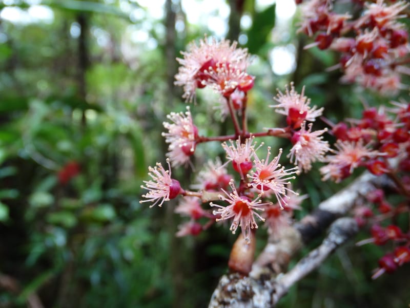 Syzygium, Plunkett, G 3181--Fiji. Waisali Rainf. Reserve. 4 Nov 2015. DSC08848 (23).JPG