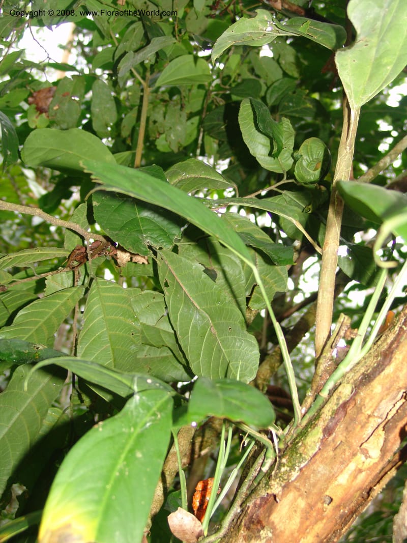 Monstera obliqua, AAraujoM3083--Bolivia. Pq. Nal. Madidi. Chalalan, Sendero Jaguar. 24 Sep 06. 239.jpg