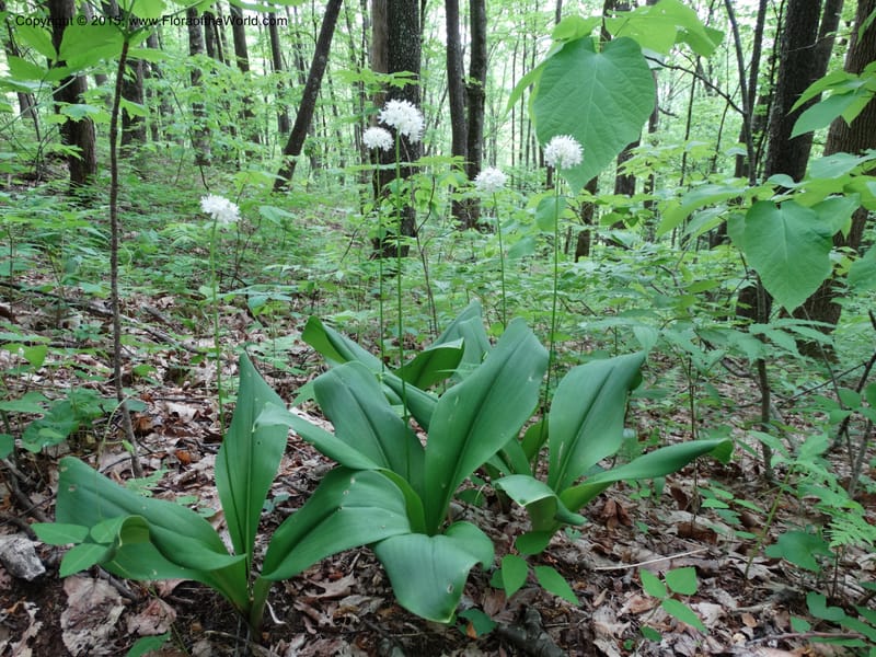 Clintonia umbellulata, [Davidson, C 12988]--North Carolina. Macon Co. Standing Indian. 14 May 2015. DSC05212 (59).JPG