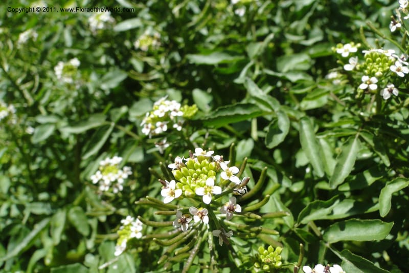 Nasturtium officinale, C. Davidson 11853--Oregon. Malheur Co. Leslie Gulch. 30 June 2011. 229 (24).jpg