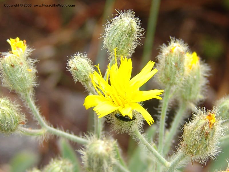 Hieracium cynoglossoides, CDavidson11103--ID. Valley Co. Top of Brundage Mtn.. 15 Jul 07. 051.jpg