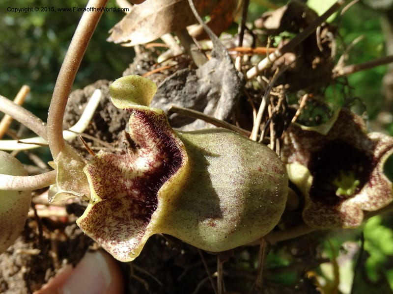 Asarum shuttleworthii, Davidson, C 12948--North Carolina. Trans. Co. W Cradle of For. 11 May 2015. DSC03837 (15).JPG
