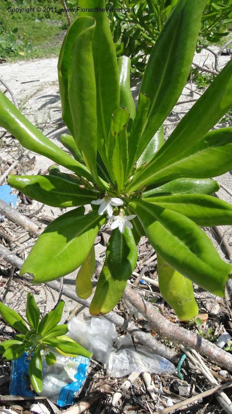 Scaevola taccada, R. Gereau 7169--Tanzania. Beach near Bagamoyo Country Club. 8 May 2010. 209 (40).jpg