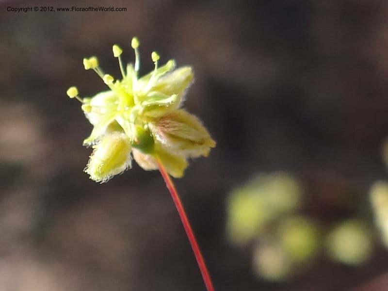 Eriogonum inflatum, Davidson, C 11926--AZ. Yavapai Co. Crown King Rd. 7 May 2012. DSC0894 1 (107).JPG