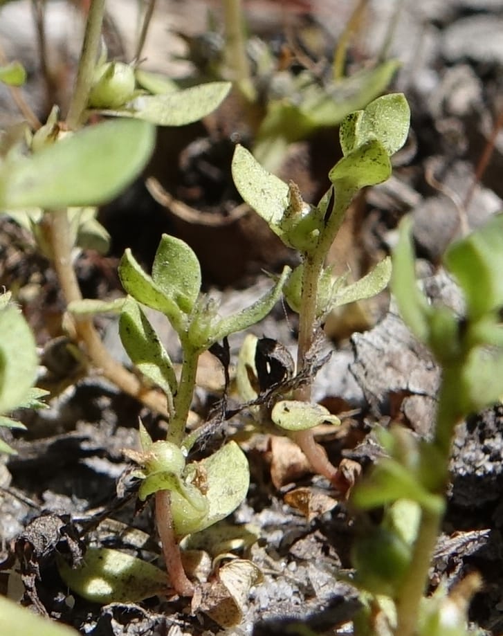 Lysimachia minima, Davidson, C 13325--Australia. Qld. Jacob's Well. 16 Oct 2016. DSC02498 (5).JPG