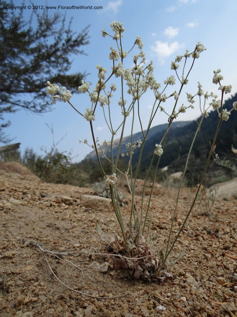 Eriogonum strictum var. proliferum, Davidson, C 12096--ID. Owyhee Co. Silver City. 20 Aug 2012. DSC04305 (61).JPG
