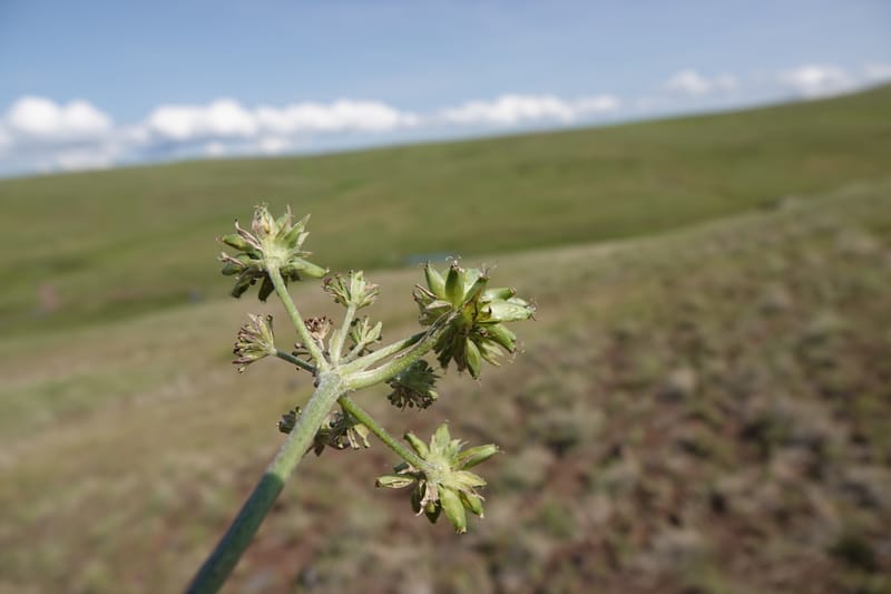 Lomatium macrocarpum, C. Davidson 13790--Oregon. Wallowa Co. Upper Camp Creek Canyon. 5 Jun 2018. DSC05225 (93).JPG