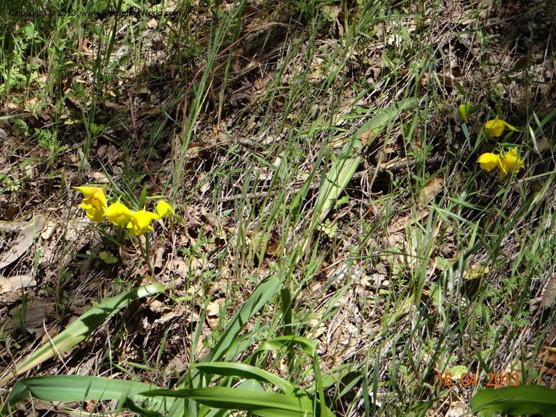 Calochortus amabilis, Davidson, C 12123--USA, California, Napa Co. 16 Apr 2013  9999 (2).JPG