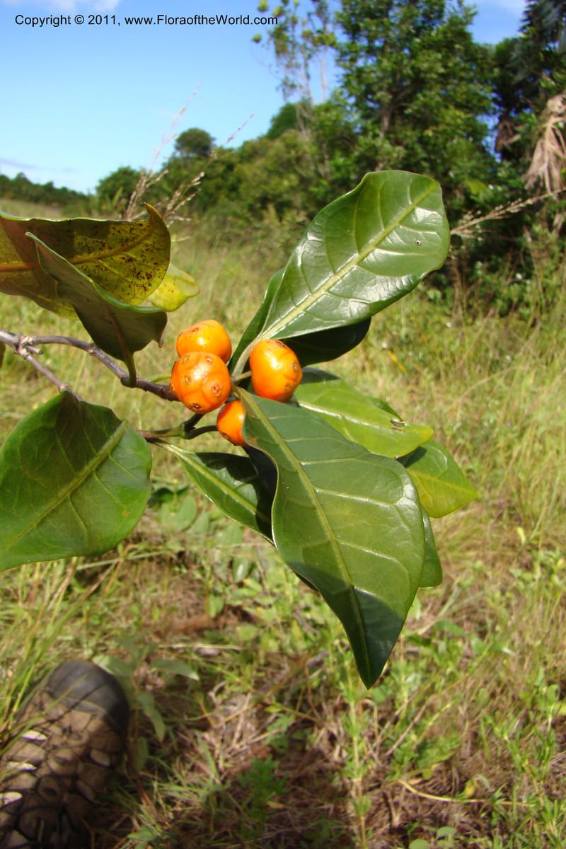 Morinda, Razafindraibe 206--Madagascar. Prov. Fianarantsoa. RN 12. 14 Jan 09. 292 (7).jpg