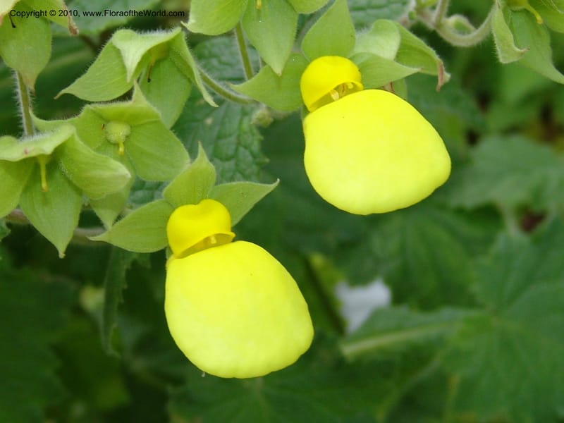 Calceolaria tomentosa, 36.1783--CA. UC Berkeley Bot. Garden. 8 Dec 06. 421.jpg