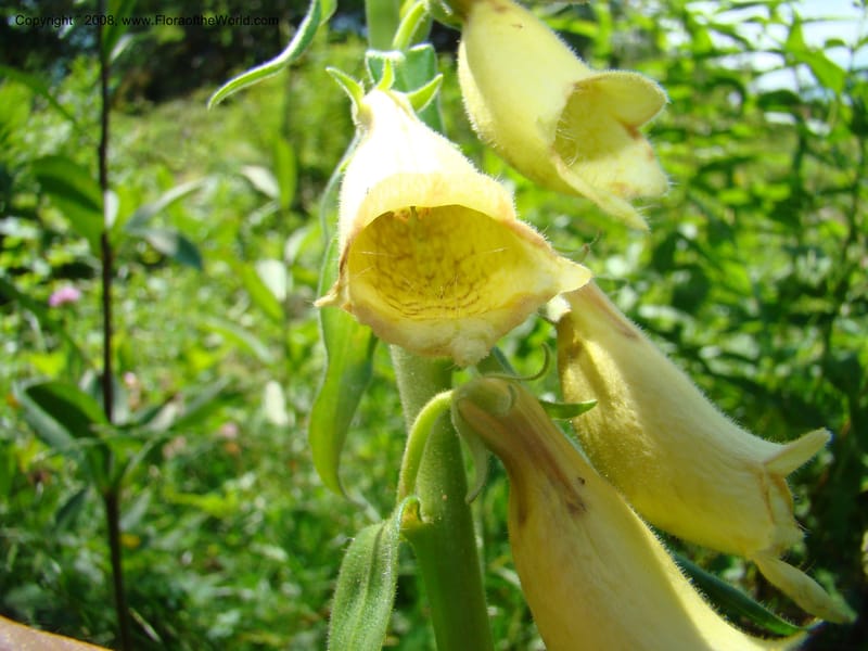 Digitalis grandiflora, CDavidson11255--Slovenia. Gorenska Reg. Velika Planina. 6 Jul 08. 155.jpg