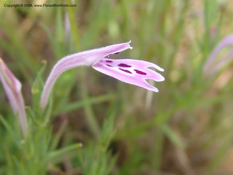 Siphonoglossa linifolia--So.Africa. Mpumal. Moodie Mts.  18 Mch 05. 084.jpg