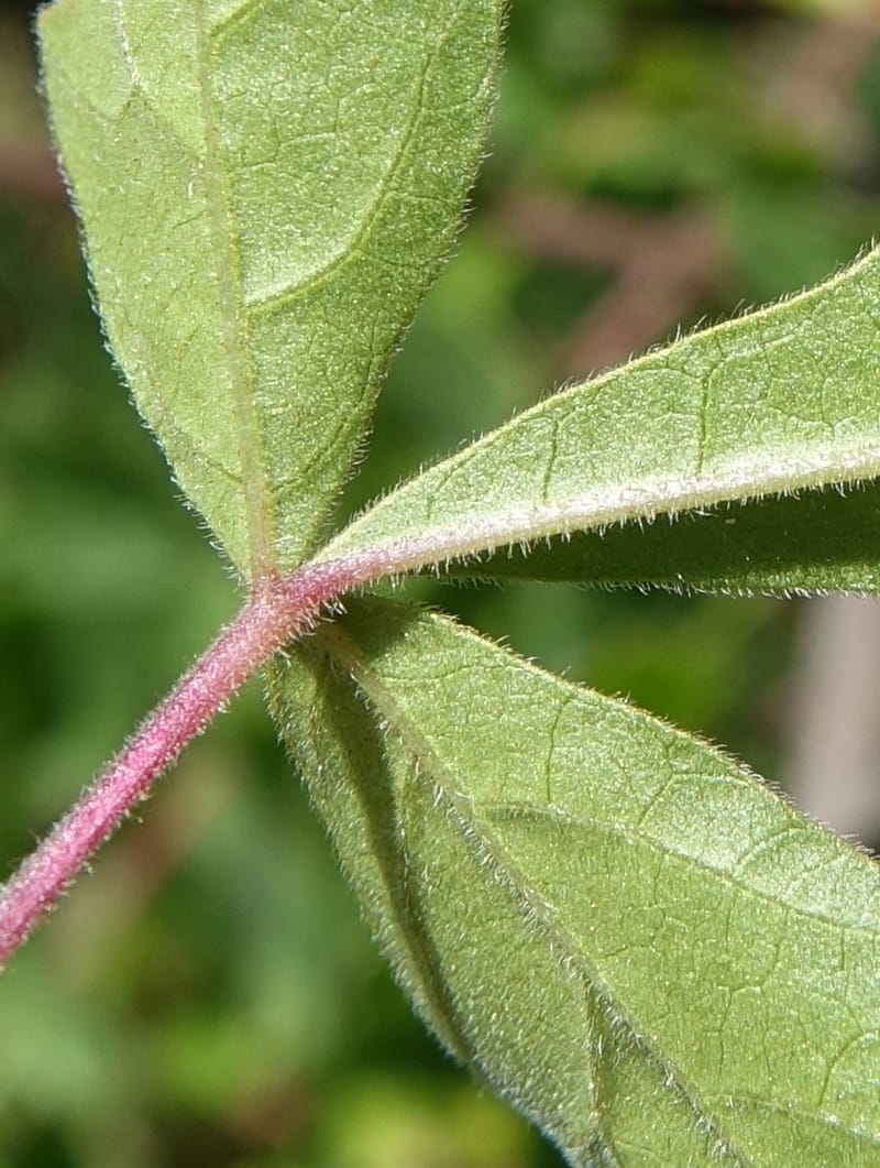 Rhus aromatica, C. Davidson 13590--CA. Tehama Co. W of Vestal Rd. on Hwy 36. 6 June 2017. DSC01078 (28).JPG