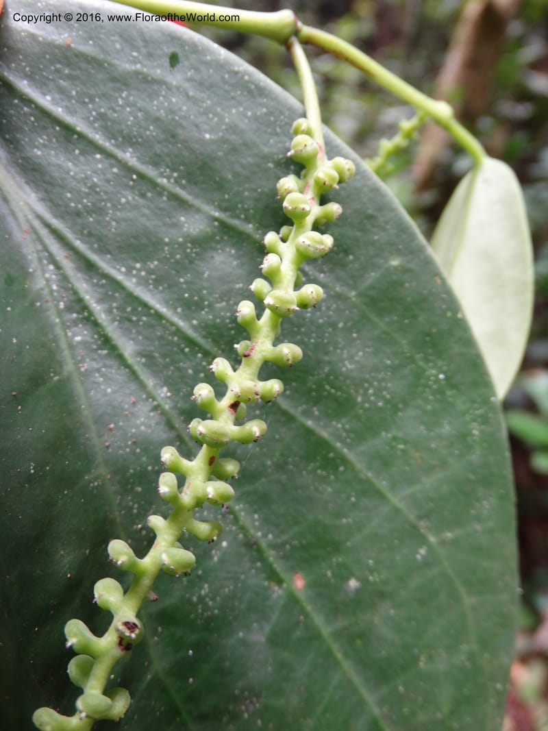 Piper, Davidson, C 12675--Sabah. Danum Valley. 4 Oct 2014. DSC01741 (245).JPG