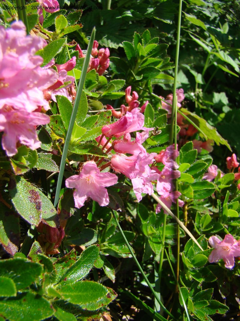 Rhododendron hirsutum, CDavidson11243--Slovenia. Gorenska Reg. Velika Planina. 6 Jul 08. 010.jpg