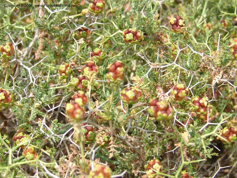 Sarcopoterium spinosum--Crete. Ep. Kisamos. Sirikari Gorge. 25 May 05. 004.jpg