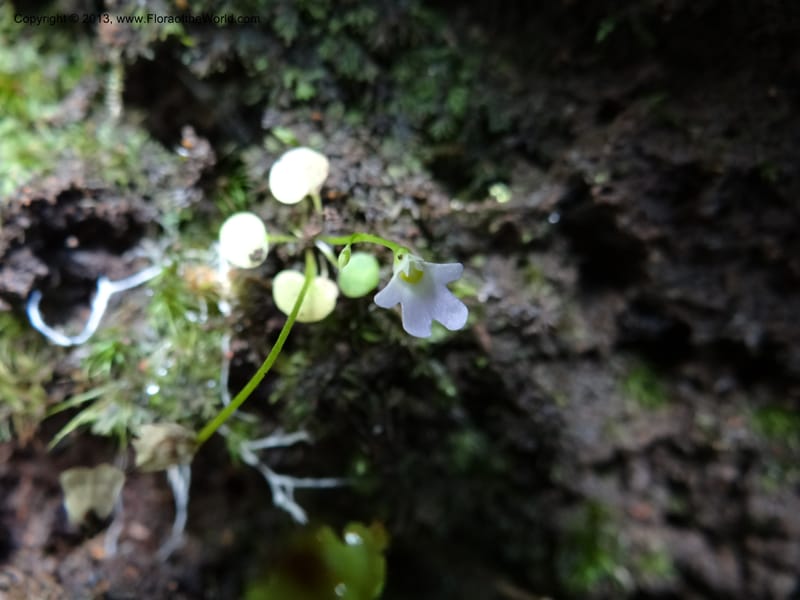 Utricularia, VC 5533--Thailand. Chiang Mai Prov. Doi Pha Hom Pok Nat. Park. 10 Nov 2012. DSC08349 (132).JPG