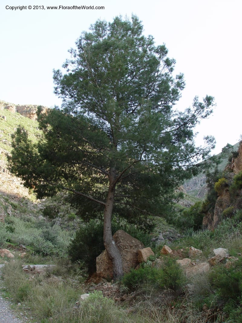 Pine tree growing beside large boulders on a slope