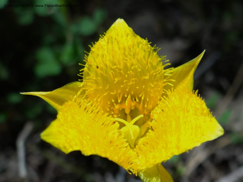 Calochortus monophyllus, Davidson, C 12134--Calif. Nevada Co. 19 Apr 2013.   (11).JPG