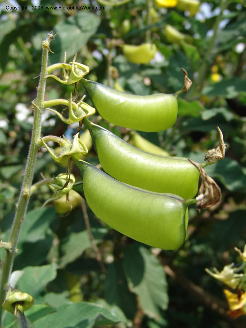 Crotalaria--Kenya. Limuru.  Barry Cameron's Garden. 12 Jul 04. 075.jpg