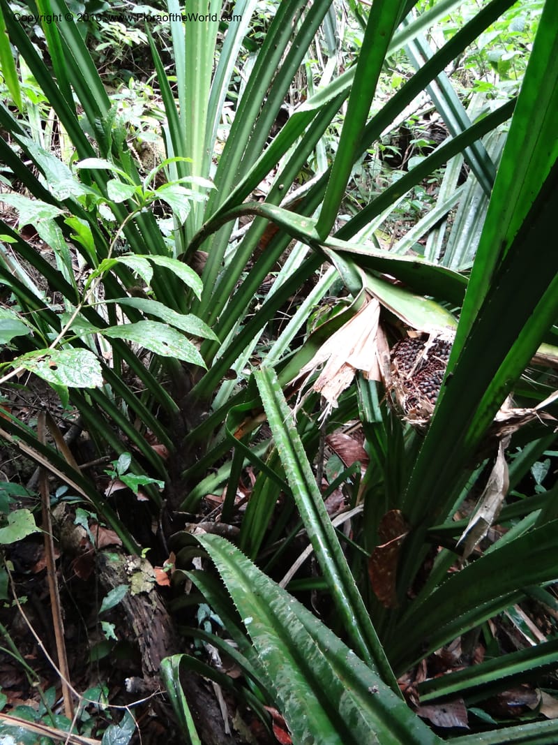 Pandanus acaulescens, Callmander 1040--Thailand. Chiang Mai Prov. Doi Suthep Pui Nat. Park. 7 Nov 2012. DSC07362 (330).JPG