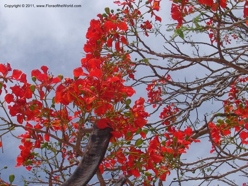 Delonix regia , not coll.--Madag. Antsir. Nosy Be. Lokobe Forest. 15 Nov 06. 062 (4).jpg