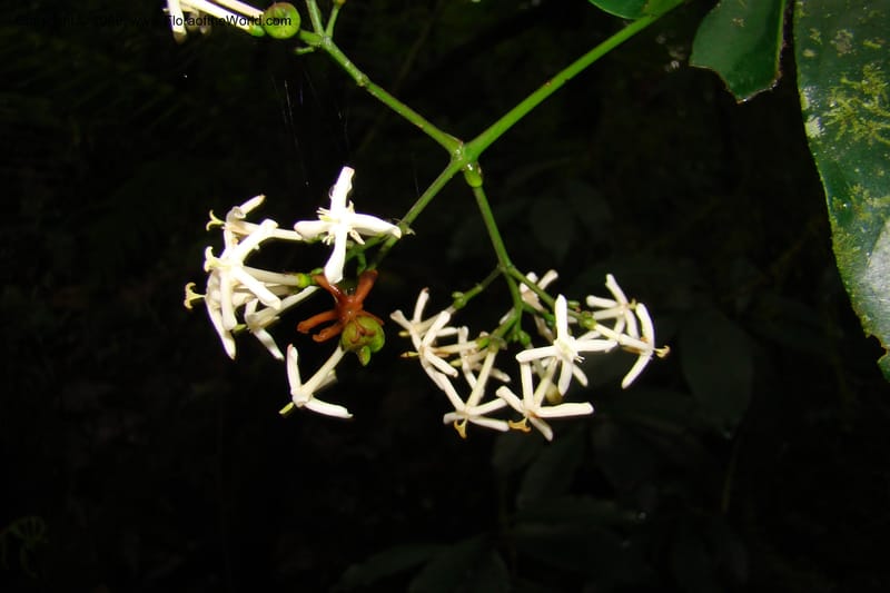 Ixora scheffleri, WKindeketa2986--Tanz. Rungwe Distr. Rungwe For. Res. 24 Jan 08. 208.jpg