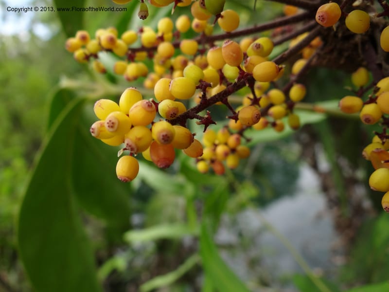 Schefflera, S.98862--Malaysia, Sarawak. Gunong Tai Ton. 27 Mar 2012. DSC05734 (35).JPG