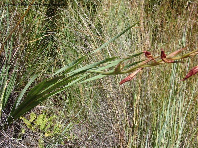 Gladiolus dalenii--So.Africa. E. Cape. R58 SE of Lady Grey. 10 Mch 05. 005.jpg