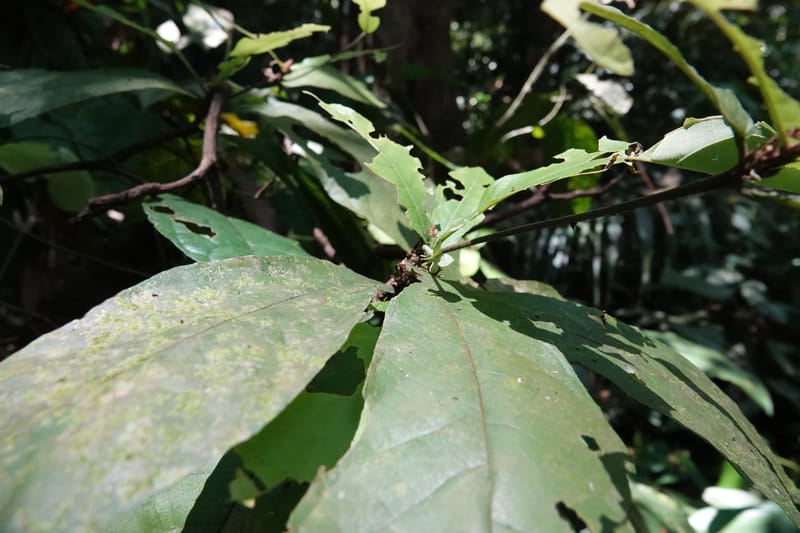 Poggea alata, C. Davidson 13956--Gabon. Arb. Sibang. 5 Nov. 2018. DSC02235 (48).JPG