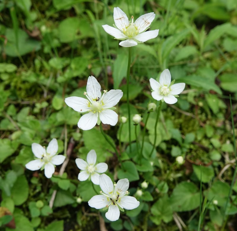 Parnassia palustris, Tseng Yu-Hsin 1316--Taiwan. SW of Nanshan on highway 7. 20 May 2016. DSC03339 (1).JPG