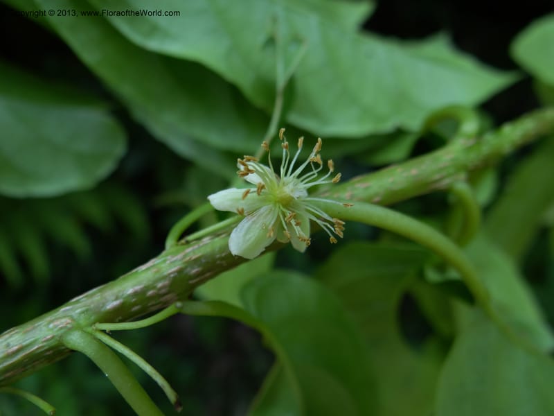 Actinidia callosa var. discolor, Li Pan 1205270--China. Zhejiang Prov. Shunxi Village. 28 May 2012. DSC00347 (121).JPG
