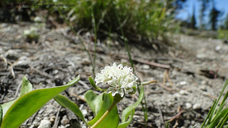 Eriogonum pyrolaeifolium var coryphaeum, C. Davidson 11759--ID. Valley Co. Road to Gold Fork Looklout. 16 July 2010. 109 (3).jpg