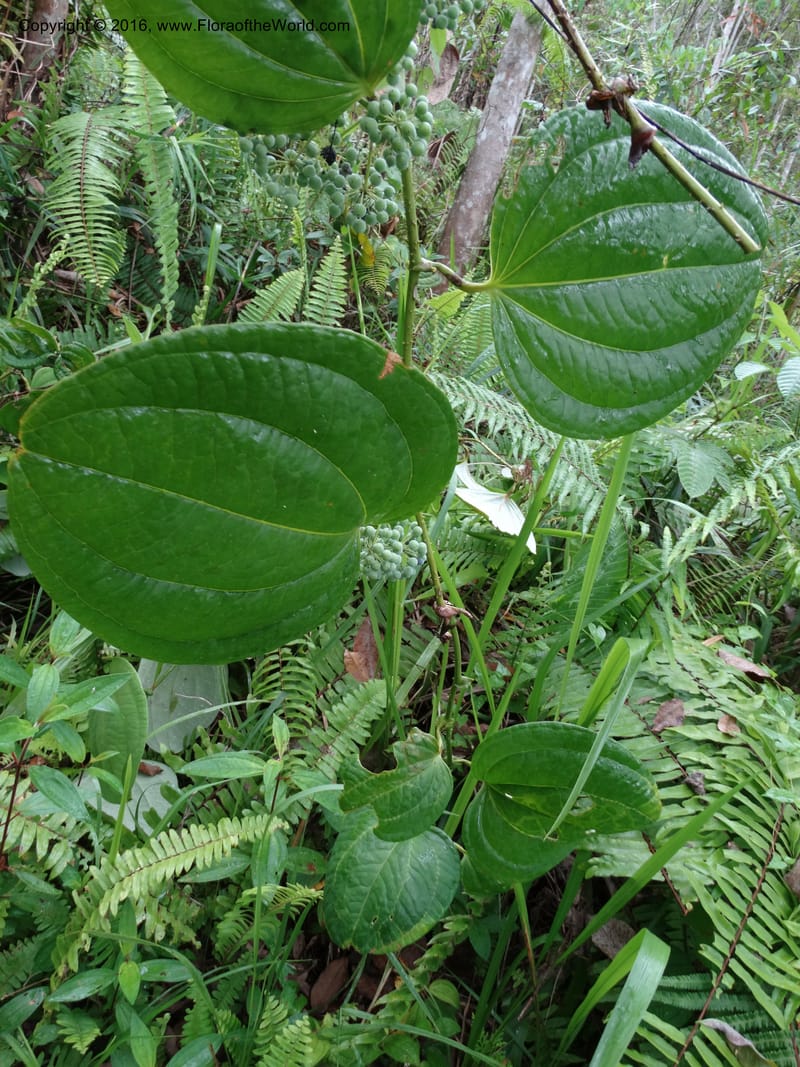 Smilax borneensis, Davidson, C 12935--Sabah. Kinabalu Nat. Park. Nalumad Substesen. 29 Mar 2015. DSC01294 (216).JPG