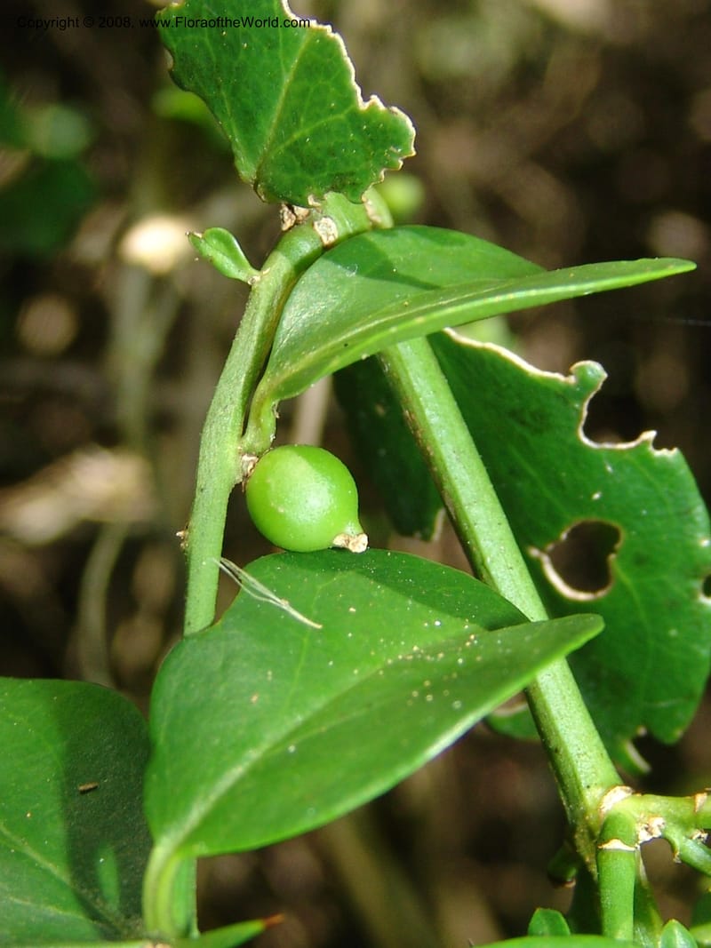 Azima tetracantha--So.Africa. E. Cape. Maitland Nat.Res. 5 Mch 05. 029.jpg