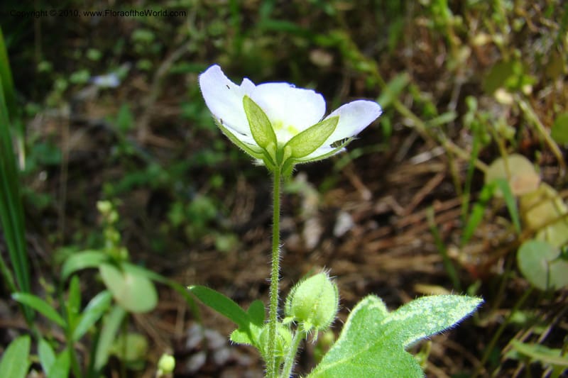 Nemophila kirtleyi, C. Davidson 11358--Idaho. Idaho Co. Salmon River. Polly Bemis Ranch. 27 May 2009. 341.jpg