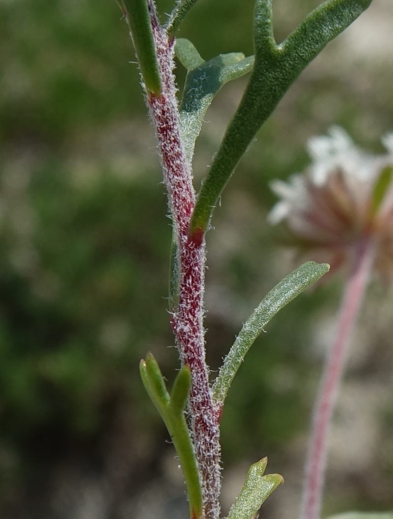 Ipomopsis congesta subsp. viridis, C. Davidson 13714--ID. Boise Co. Scott Mtn. L.O. rd. 15 July 2017. DSC03279 (99).JPG