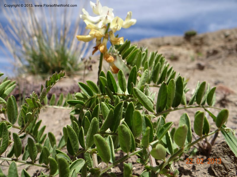 Vicia nigricans, W. D. Stevens 34199--Chile, 2.6 km W La Laguna Maule, 22 Feb 2013  9660 (4).JPG