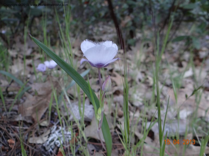 Calochortus coeruleus, Davidson, C 12122--USA, CA, Shasta Co.  15 Apr 2013  9965 (1).JPG