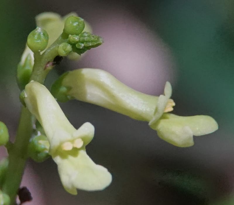 Thomandersia laurifolia, C. Davidson 13964--Gabon. Arb. Sibang. 5 Nov. 2018. DSC02235 (345).JPG