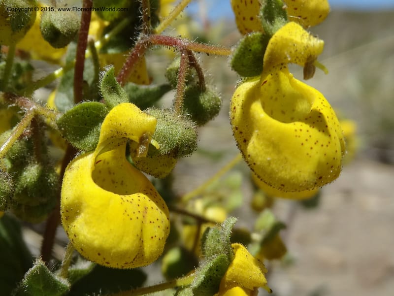 Calceolaria corymbosa, Davidson, C 12792--Chile. Ruta 115, to Laguna del Maule. 24 Nov 2014. DSC07486 (434).JPG
