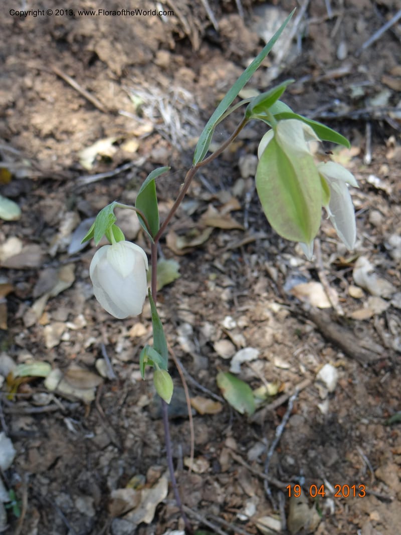 Calochortus albus, Davidson, C 12137--USA, California, Nevada Co. 19 Apr 2013  0161 (8).JPG