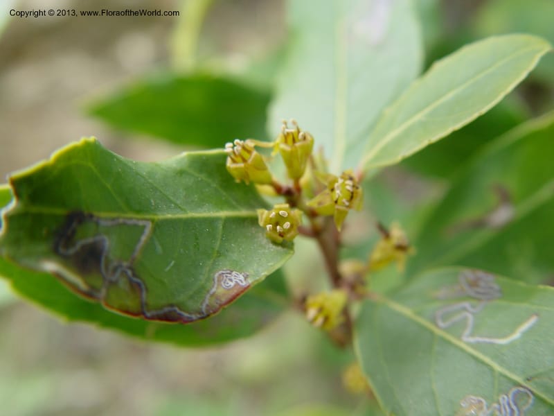 Rhamnus alaternus--Spain. Gran.Prov. 4 km S Jct. Albondon-Albunol, C333. 1 (49).jpg