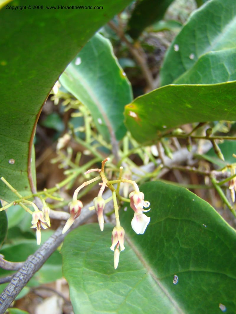 Agatea longipedicellata, JMunzinger4841--New Caledonia. Kwe Bwinyi Riv., old bridge. 18 Nov 07. 006.jpg